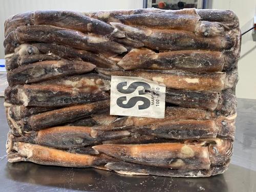 Squid Whole Round